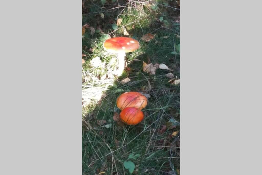 Gite Du Herisson ソリュー エクステリア 写真